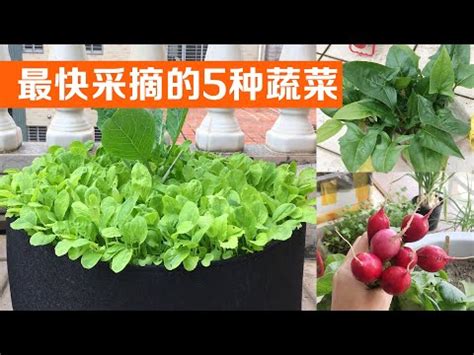 好種的蔬菜|【新手必看】5種超好種蔬菜，陽台也能輕鬆種出爆盆收成！ 